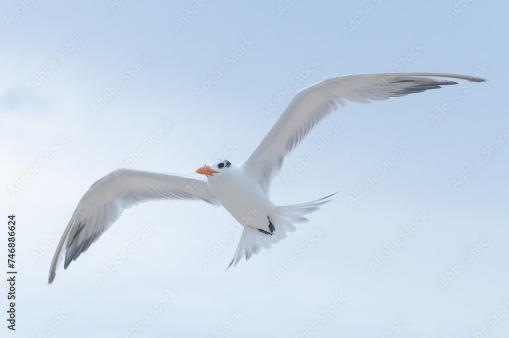 Seagull flying on the sky Seagull flying on the sky