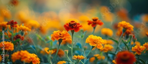Vibrant Field of Orange Flowers Blooming Under the Sunlight © TheWaterMeloonProjec