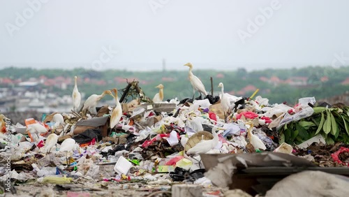 Cattle egret birds scavenging in garbage dump, ecological, environmental, disaster