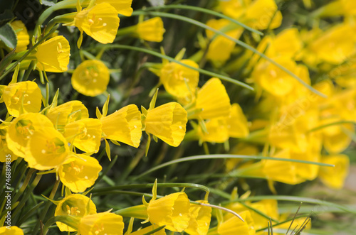 かわいい花ペチコートスイセン