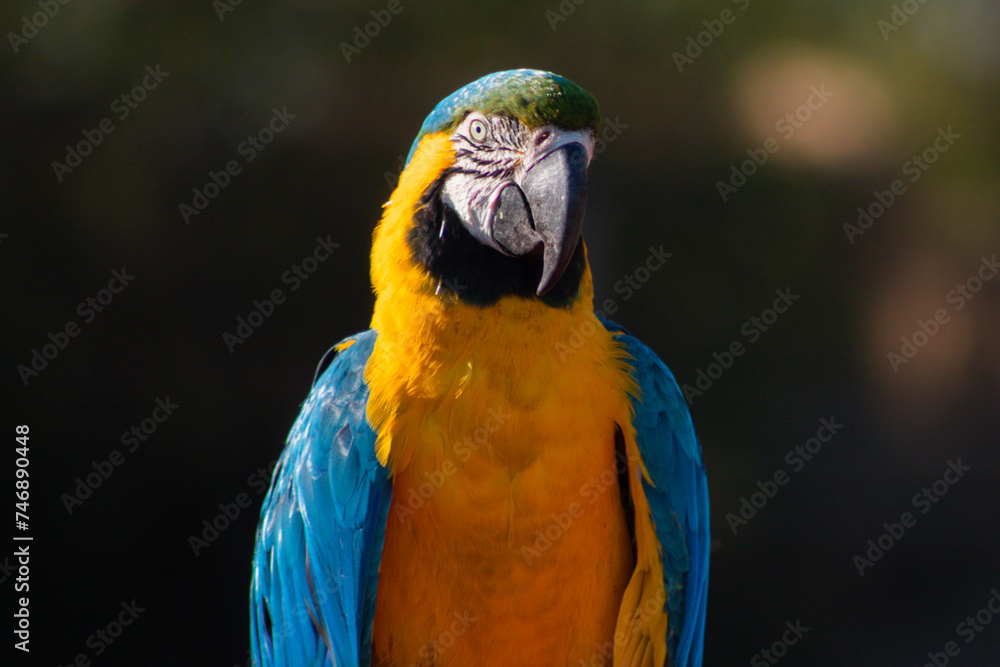 Portrait of a macaw