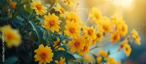 Vibrant Yellow Flowers Basking in Warm Sunlight - Nature's Beauty