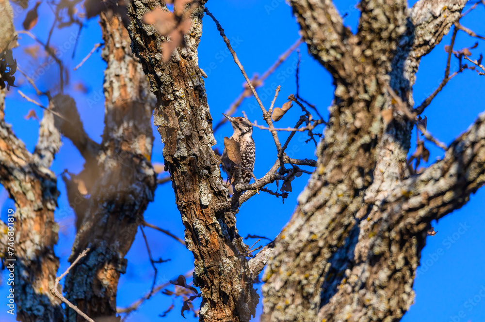 A Female Ladderback Woodpecker near Mason Texas. A Female Ladderback Woodpecker near Mason Texas.