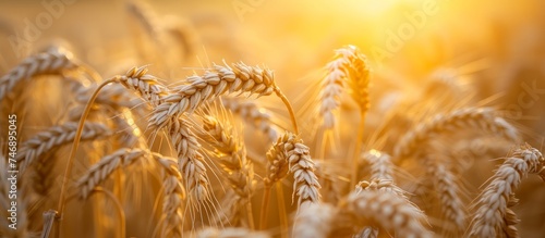 Golden Field of Wheat Under the Sun - Vibrant Farming Landscape