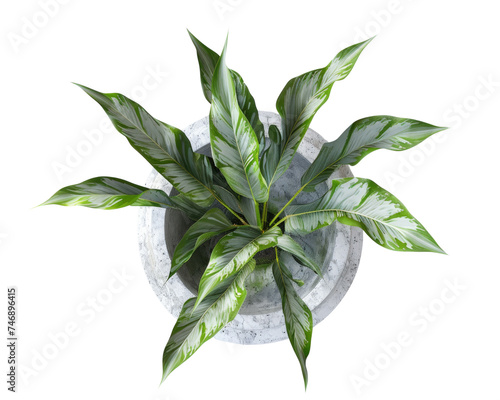 Top view of green plant in vase  Transparent background.