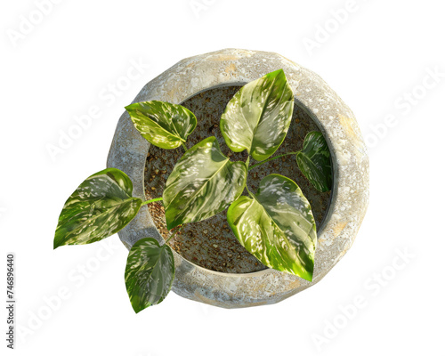 Top view of green plant in vase, Transparent background.