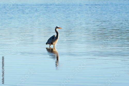 Great Blue Heron Fishing © CelticStudio