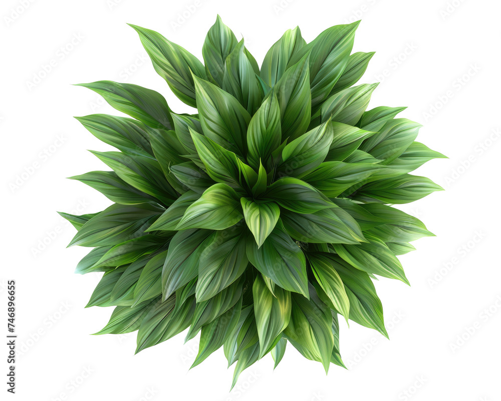 Top view of green plant on transparent background Top view of green plant on transparent background