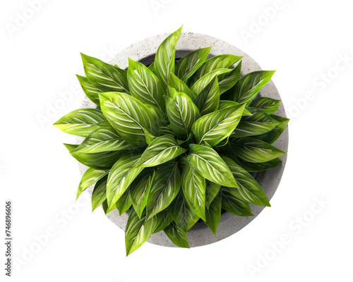 Top view of green plant in vase, Transparent background.