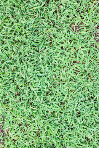 Green grass background and texture