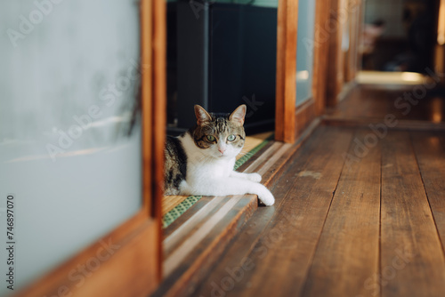 Photography Cat relaxing in Japanese tatami room