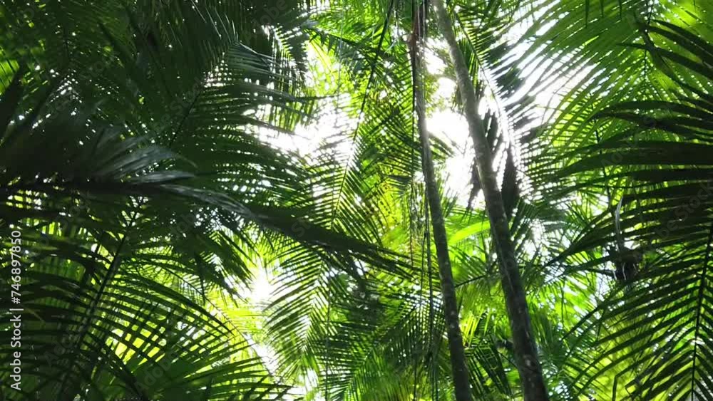 Floresta atlântica vista de baixo para cima