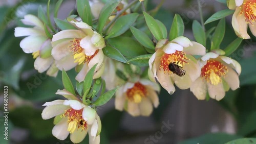 Flores da Ora-pro-nóbis com abelhas colhendo pólen e fazendo a polinização. photo