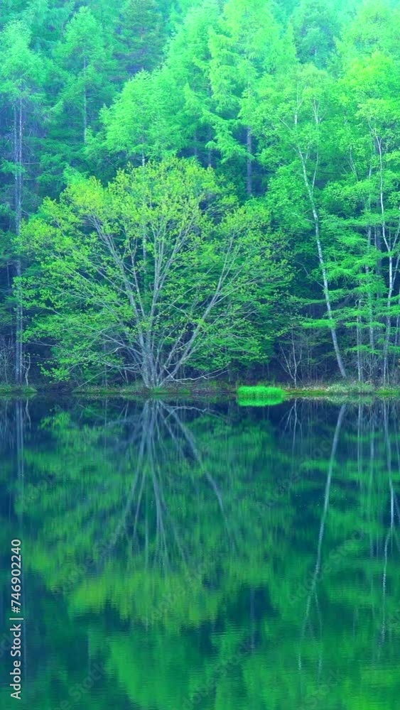 新緑の御射鹿池　長野県