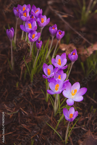 purple crocus flowers spring fresh 