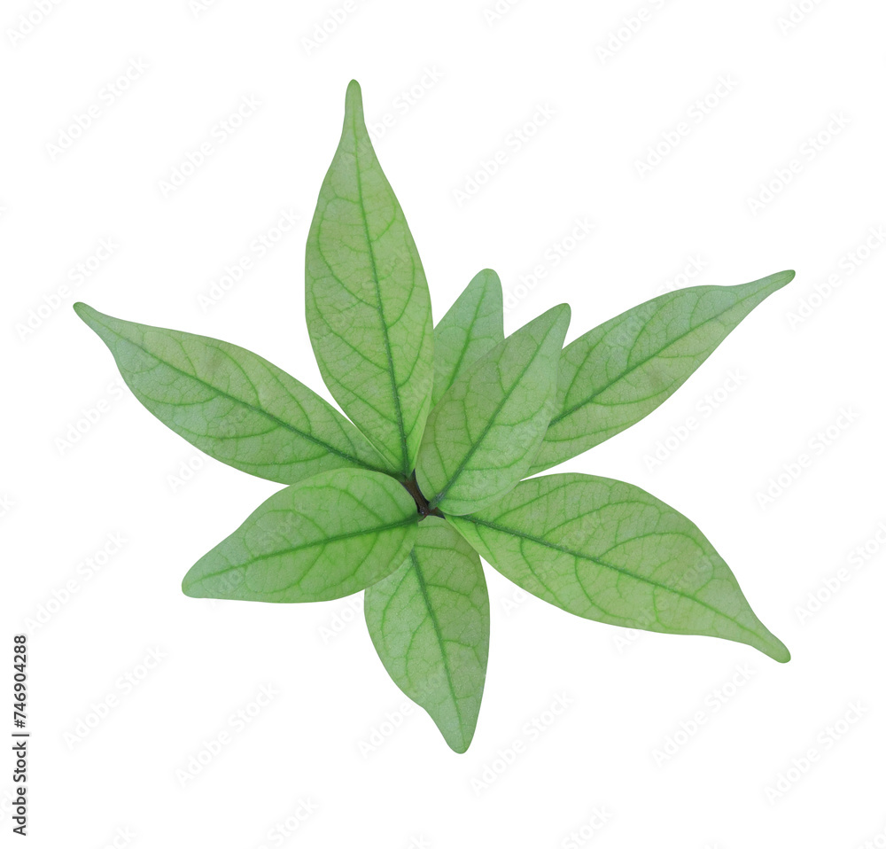 Close up beautiful green leaf on stalk isolated on transparent background. Close up beautiful green leaf on stalk isolated on transparent background.