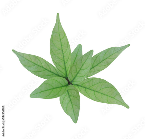 Close up beautiful green leaf on stalk isolated on transparent background.
