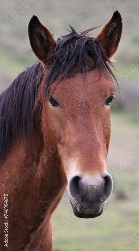 Portrait of a Wild Horse  © Susie