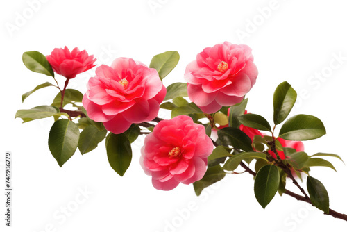 Camellia Plant Display Isolated On Transparent Background