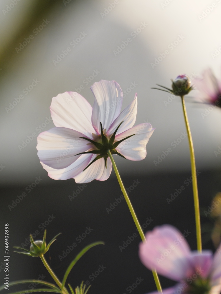 Cosmos flowers in the afternoon sunlight captured by olympus camera Cosmos flowers in the afternoon sunlight captured by olympus camera