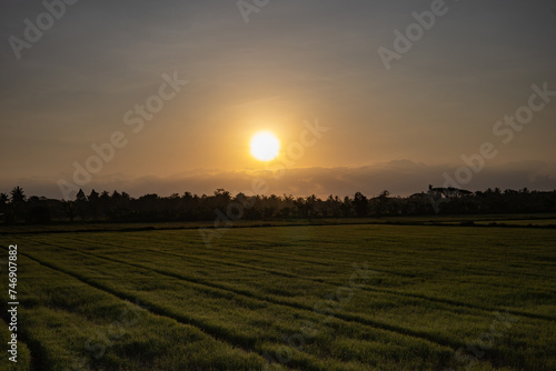 Rice fields at sunrise in the morning