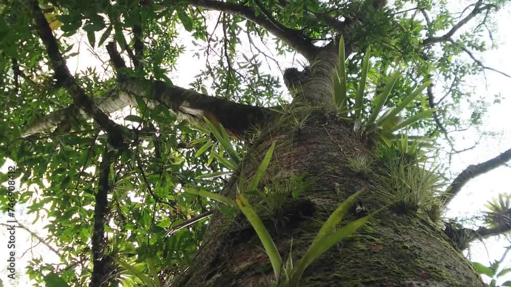 Tronco do Guapuruvu com epífitas, árvore de crescimento rápido da mata atlântica.
