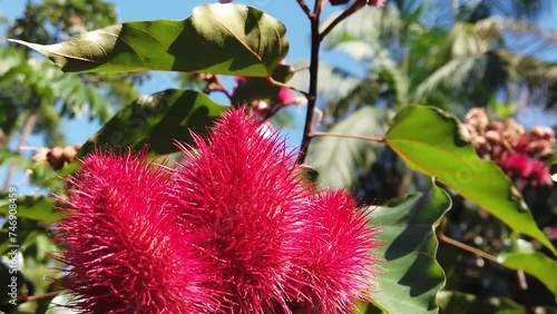 Urucum,  fruto e flores do urucuzeiro ou urucueiro, arvore da família das bixáceas, nativa na América tropical. photo