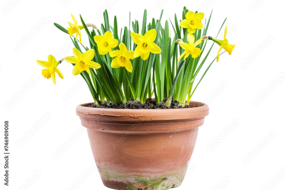 Daffodil Narcissus Spp Isolated On Transparent Background