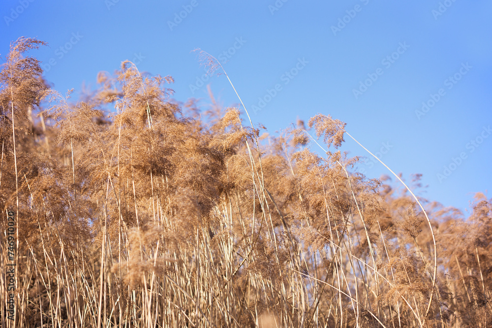 Obraz premium Reeds flourish in the winter