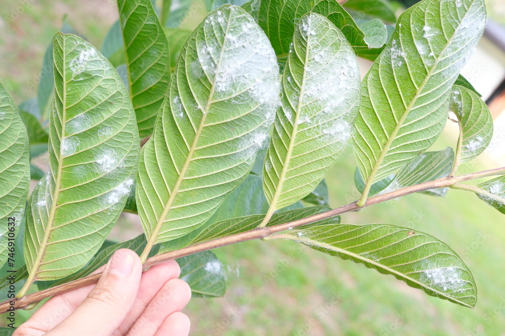 Closeup of guava leaves with white pest whiteflies infestation. Guava farming pest and disease management.