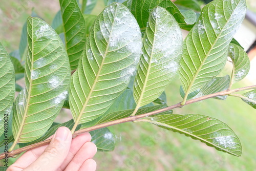 Obraz na płótnie Closeup of guava leaves with white pest whiteflies infestation. Guava farming pest and disease management. w salonie