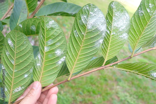 Closeup of guava leaves with white pest  whiteflies infestation. Guava farming pest and disease management. photo