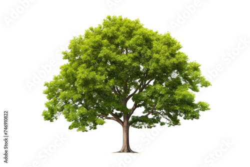Elite Elm Tree Isolated On Transparent Background