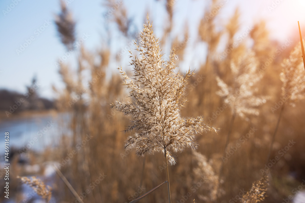 Reed flower plants in winter Reed flower plants in winter