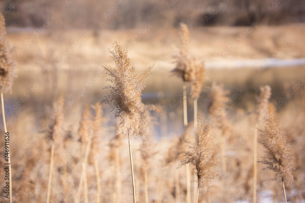 Reed flower plants in winter Reed flower plants in winter
