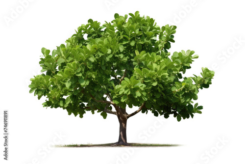 Fig Tree Showcase Isolated On Transparent Background