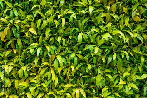 Texture leaves vegetation dracaena natural background.