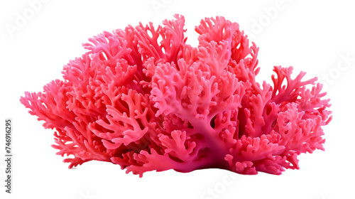 A single piece of coral presented without any visible branding or background distractions  allowing its natural elegance to shine.