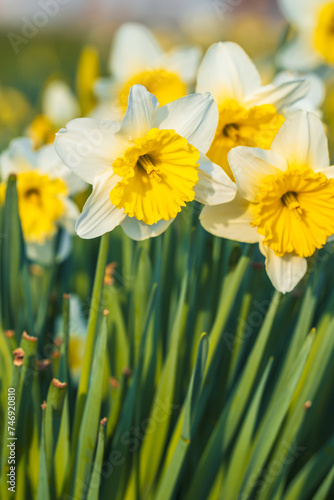 Spring blooms with color