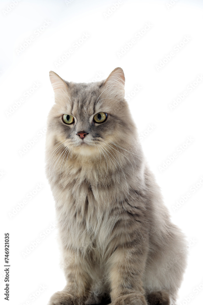 Isolated Grey Persian Long Hair Cat