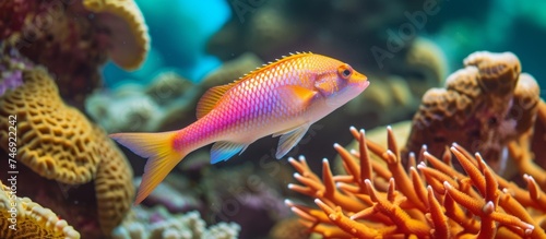 Vibrant underwater world with a fish swimming in a mesmerizing coral reef environment