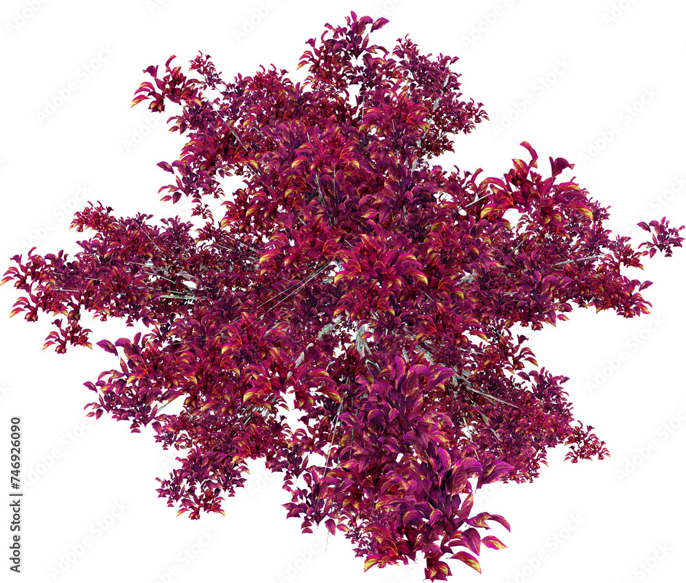 Detail Tree Top View isolated on transparent background Stock ...