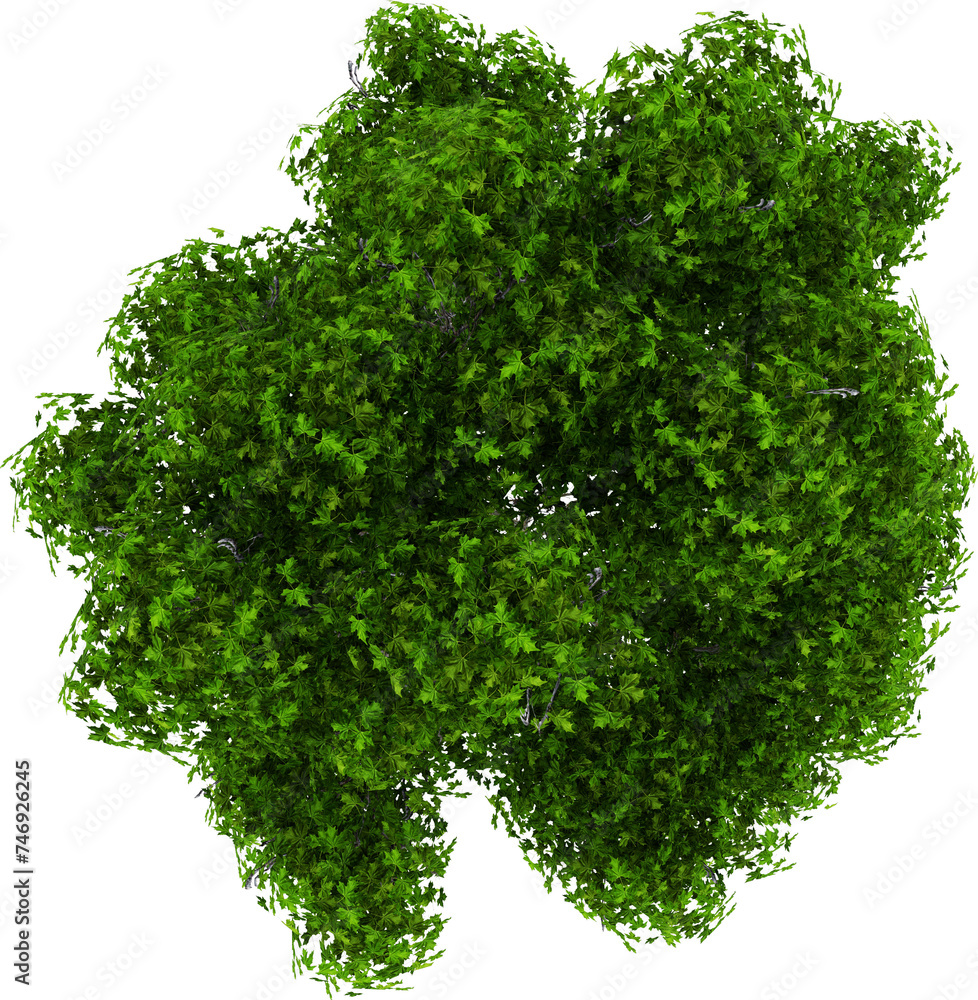 Detail Tree Top View isolated on transparent background Stock ...