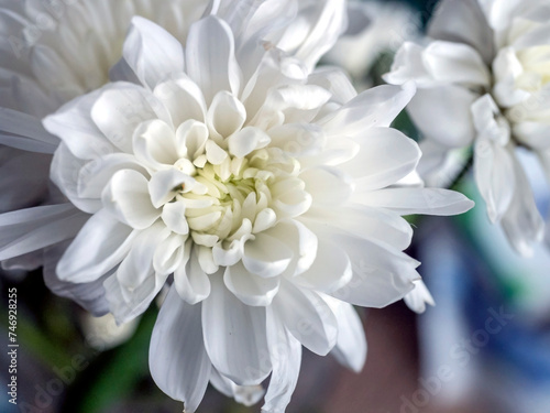 delicate white chrysanthemum flowers on a blurred background