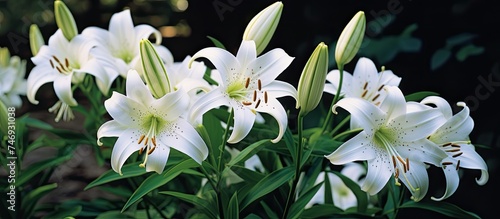 A cluster of white lilies, known as Branched St. Bernards lilies, standing tall and elegant in a garden. The slender stems and delicate petals add a touch of grace and beauty to the outdoor space. photo