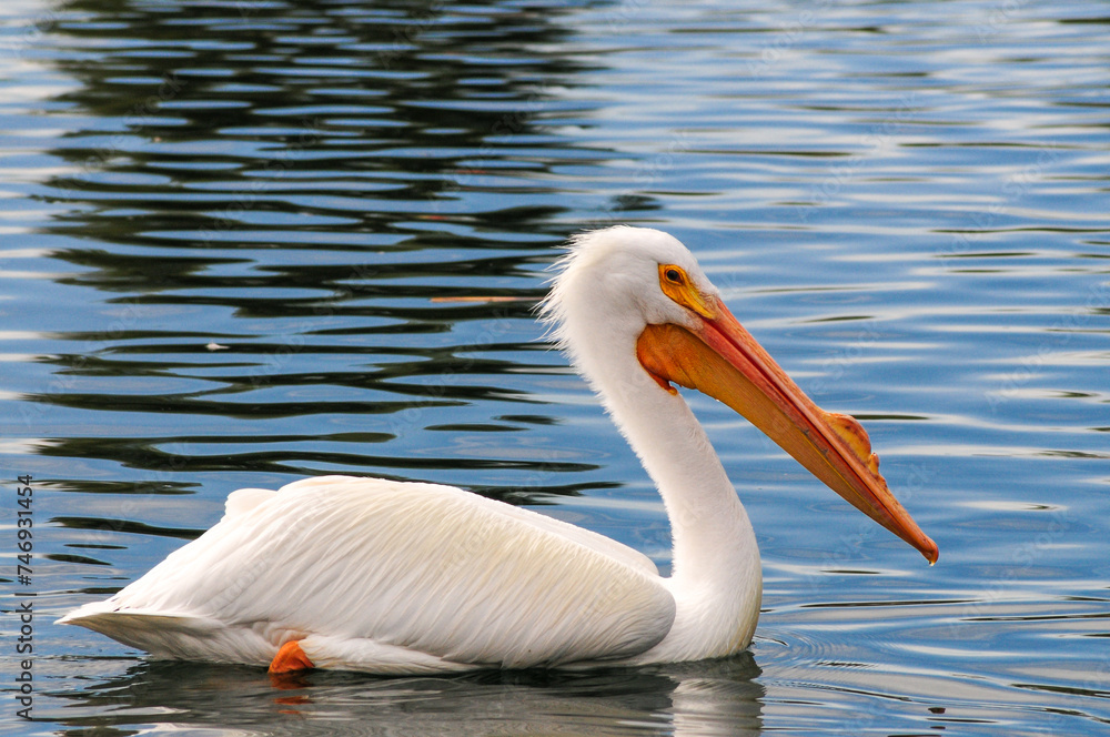 An American white pelican floats on the tranquil waters of a pond at a riparian habitat An American white pelican floats on the tranquil waters of a pond at a riparian habitat