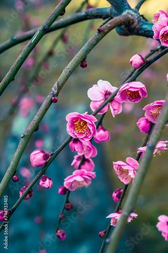 枝垂れ梅開花、京都、2月12日、城南宮、日本