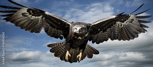 A large black chested buzzard eagle, scientifically known as Geranoaetus melanoleucus, flies gracefully through a cloudy blue sky. The birds wings spread wide as it navigates through the atmosphere photo