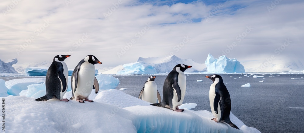 Fototapeta premium Several Gentoo penguins are standing on the icy surface of an iceberg in Antarctica. The penguins are huddled together, with some looking out towards the surrounding icy waters.