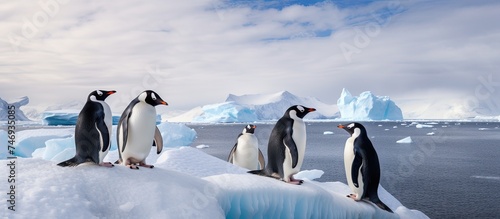 Several Gentoo penguins are standing on the icy surface of an iceberg in Antarctica. The penguins are huddled together, with some looking out towards the surrounding icy waters.